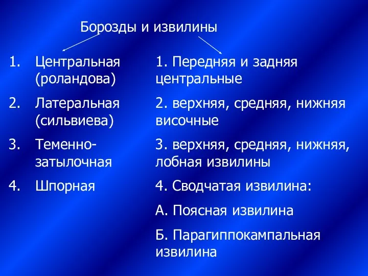 Борозды и извилины Центральная(роландова) Латеральная(сильвиева) Теменно-затылочная Шпорная 1. Передняя и задняя