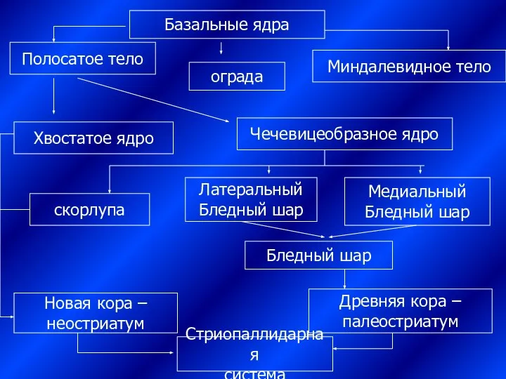 Базальные ядра Полосатое тело ограда Миндалевидное тело Хвостатое ядро Чечевицеобразное ядро