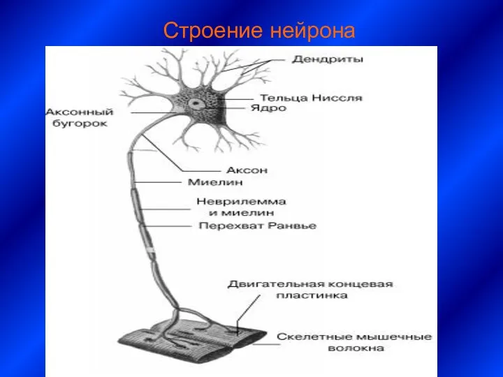 Строение нейрона