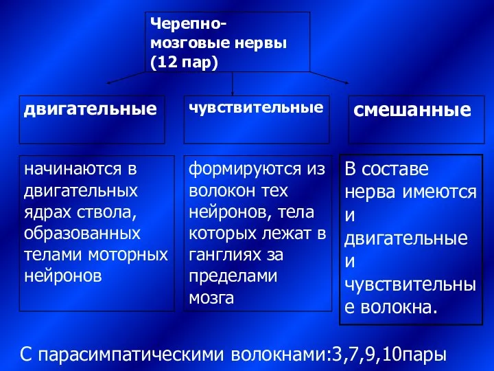 С парасимпатическими волокнами:3,7,9,10пары В составе нерва имеются и двигательные и чувствительные волокна.