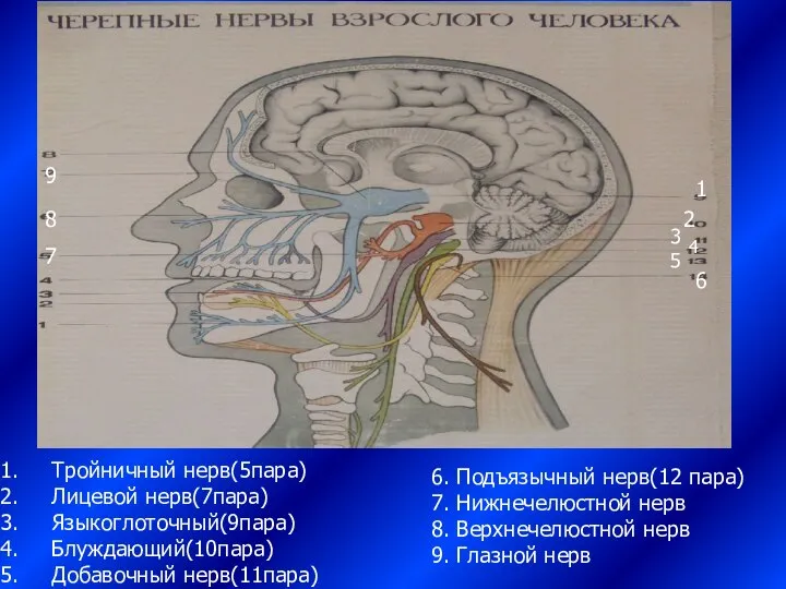 1 2 3 4 5 6 7 8 9 Тройничный нерв(5пара)