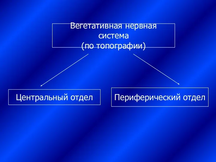 Вегетативная нервная система (по топографии) Центральный отдел Периферический отдел