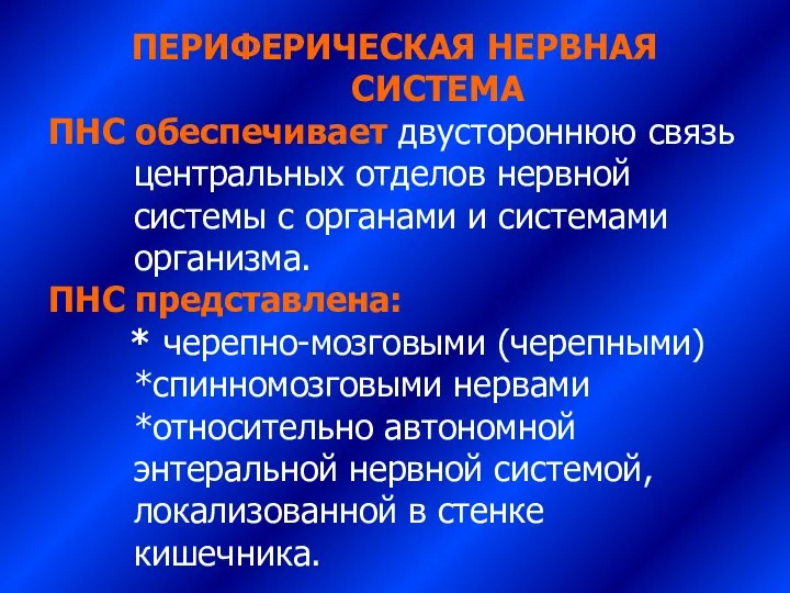 ПЕРИФЕРИЧЕСКАЯ НЕРВНАЯ СИСТЕМА ПНС обеспечивает двустороннюю связь центральных отделов нервной системы