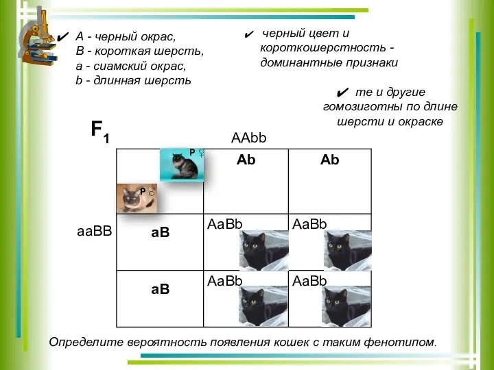 AAbb aaBB F1 А - черный окрас, В - короткая шерсть,