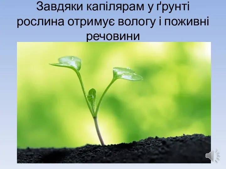 Завдяки капілярам у ґрунті рослина отримує вологу і поживні речовини