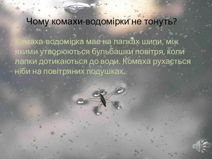 Чому комахи-водомірки не тонуть? Комаха-водомірка має на лапках шипи, між якими