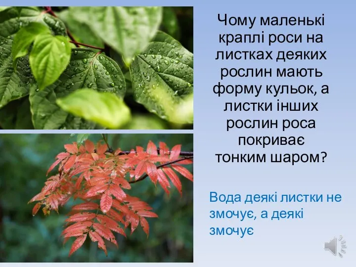 Чому маленькі краплі роси на листках деяких рослин мають форму кульок,