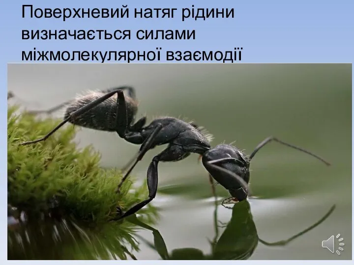 Поверхневий натяг рідини визначається силами міжмолекулярної взаємодії