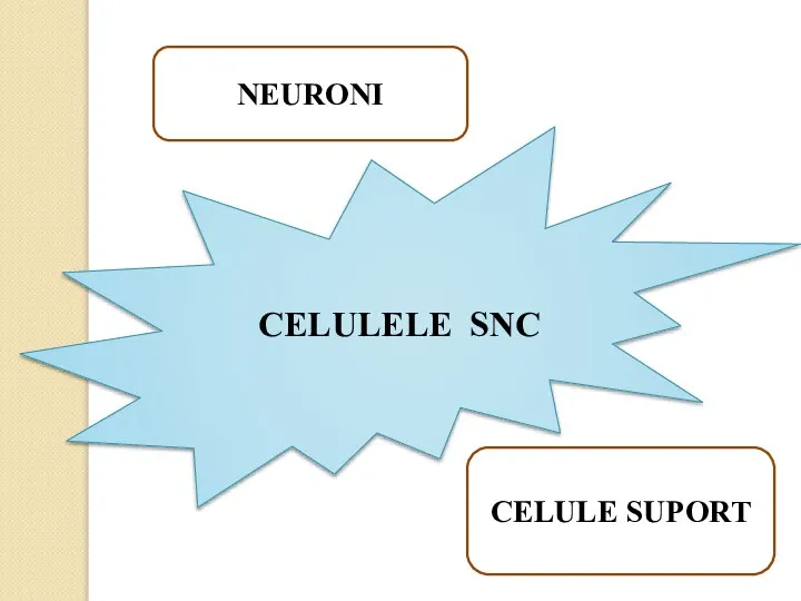 CELULELE SNC NEURONI CELULE SUPORT