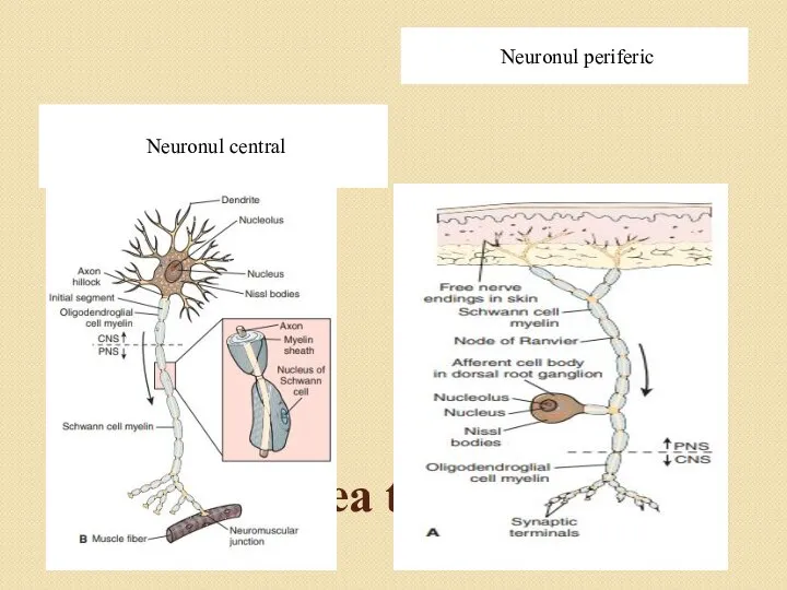 Secționarea transaxonală Neuronul central Neuronul periferic