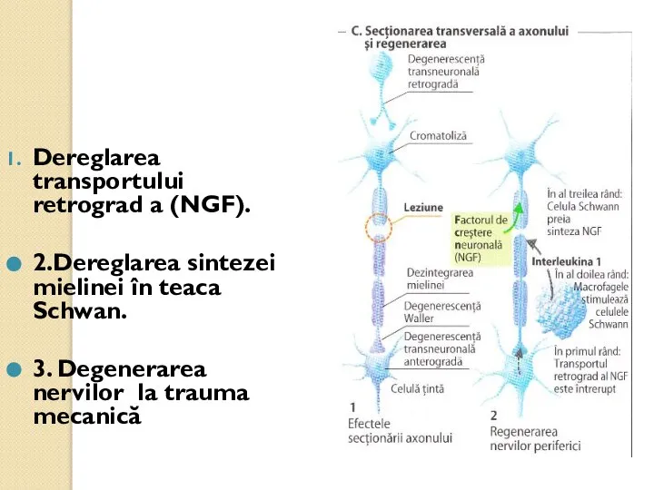 Dereglarea transportului retrograd a (NGF). 2.Dereglarea sintezei mielinei în teaca Schwan.