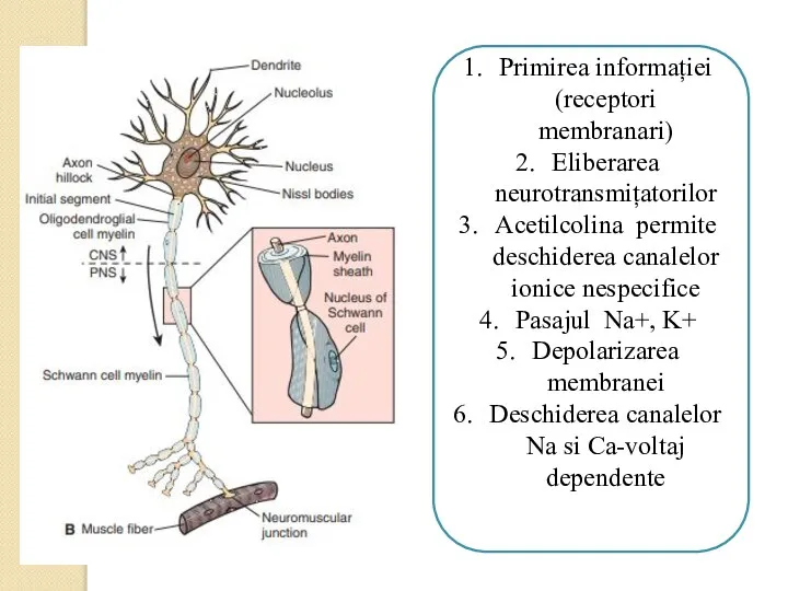 Primirea informației (receptori membranari) Eliberarea neurotransmițatorilor Acetilcolina permite deschiderea canalelor ionice