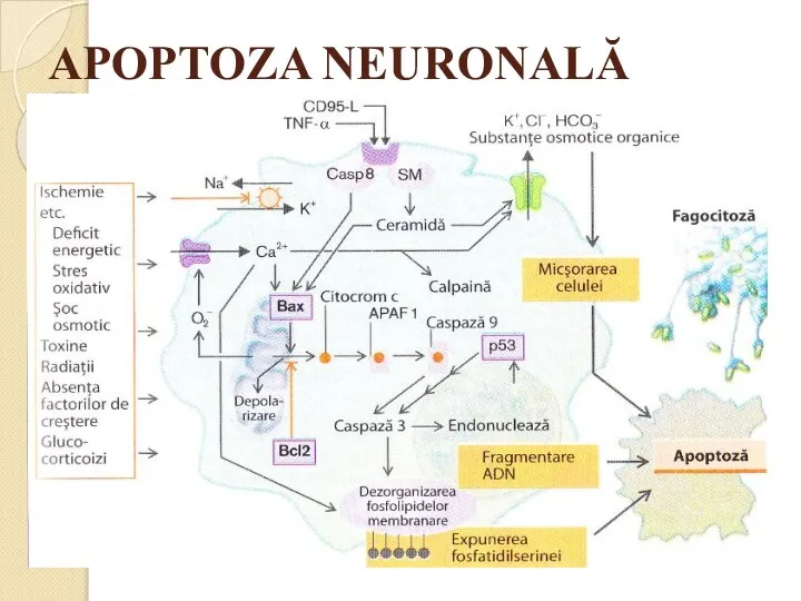 APOPTOZA NEURONALĂ