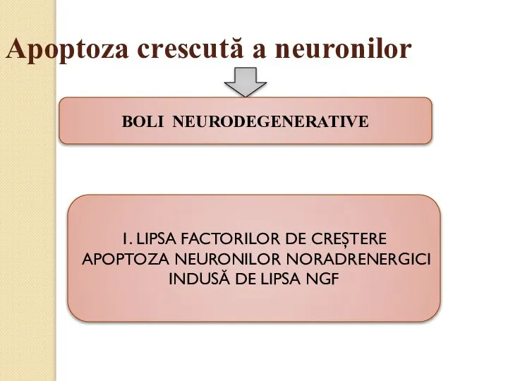 Apoptoza crescută a neuronilor BOLI NEURODEGENERATIVE 1. LIPSA FACTORILOR DE CREŞTERE