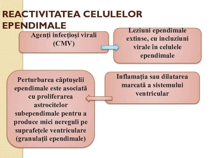 REACTIVITATEA CELULELOR EPENDIMALE Agenți infecțioși virali (CMV) Leziuni ependimale extinse, cu