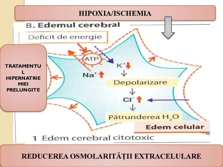 REDUCEREA OSMOLARITĂȚII EXTRACELULARE HIPOXIA/ISCHEMIA TRATAMENTUL HIPERNATRIEMIEI PRELUNGITE