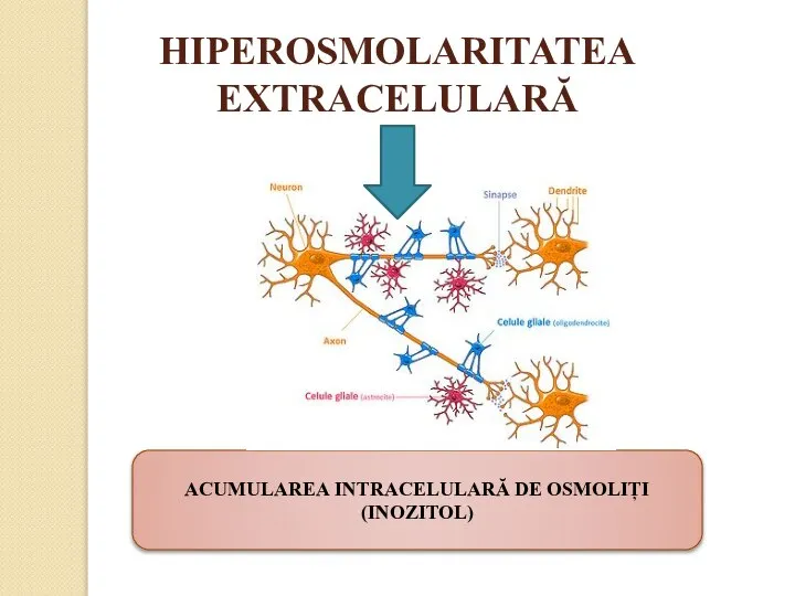 HIPEROSMOLARITATEA EXTRACELULARĂ ACUMULAREA INTRACELULARĂ DE OSMOLIȚI (INOZITOL)