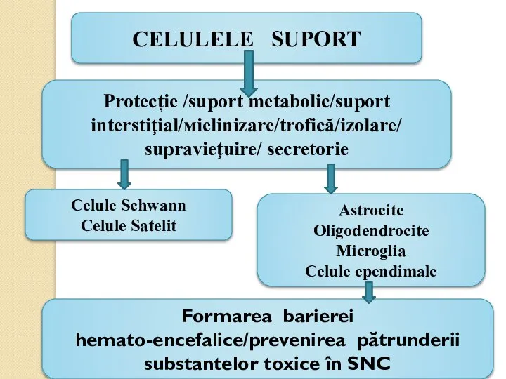 CELULELE SUPORT Protecție /suport metabolic/suport interstiţial/мielinizare/trofică/izolare/ supravieţuire/ secretorie Celule Schwann Celule