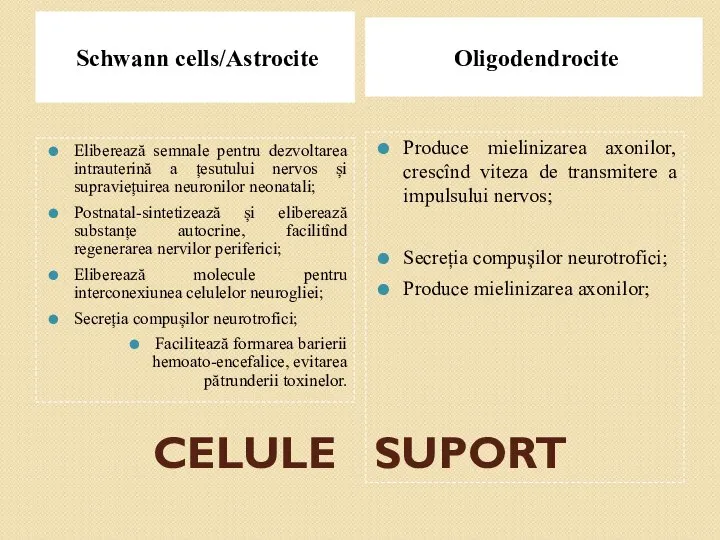 CELULE SUPORT Schwann cells/Astrocite Oligodendrocite Eliberează semnale pentru dezvoltarea intrauterină a