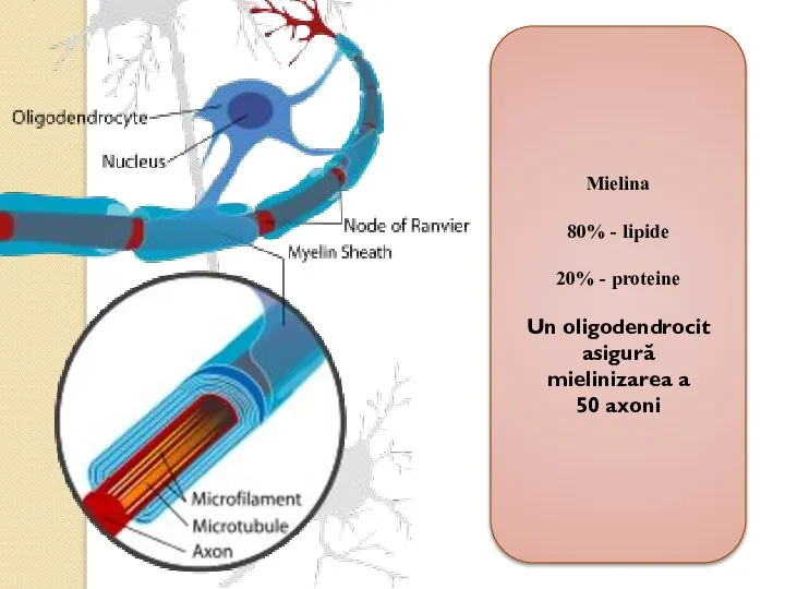 Mielina 80% - lipide 20% - proteine Un oligodendrocit asigură mielinizarea a 50 axoni