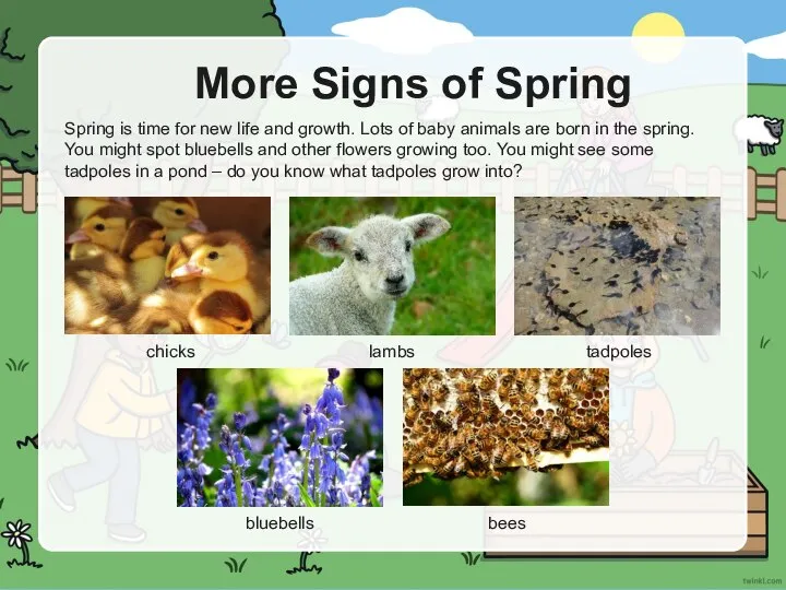 More Signs of Spring chicks lambs tadpoles Spring is time for