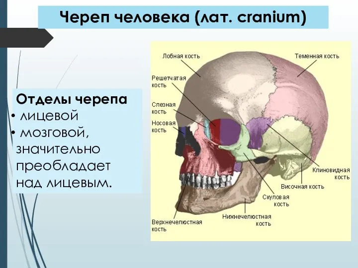 Отделы черепа лицевой мозговой, значительно преобладает над лицевым. Череп человека (лат. cranium)