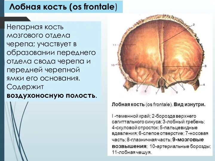 Лобная кость (os frontale) Непарная кость мозгового отдела черепа; участвует в