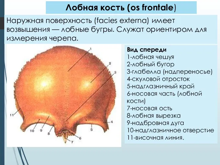 Лобная кость (os frontale) Вид спереди 1-лобная чешуя 2-лобный бугор 3-глабелла