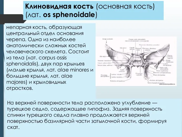 непарная кость, образующая центральный отдел основания черепа. Одна из наиболее анатомически