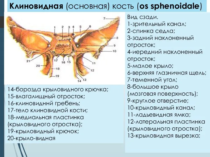 Вид сзади. 1-зрительный канал; 2-спинка седла; 3-задний наклоненный отросток; 4-иередний наклоненный