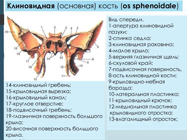 Клиновидная (основная) кость (os sphenoidale) Вид спереди. 1-апертура клиновидной пазухи; 2-спинка