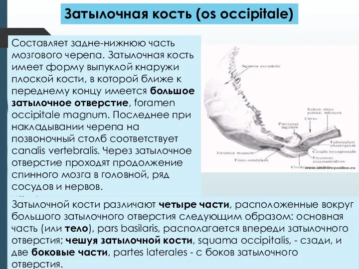 Составляет задне-нижнюю часть мозгового черепа. Затылочная кость имеет форму выпуклой кнаружи