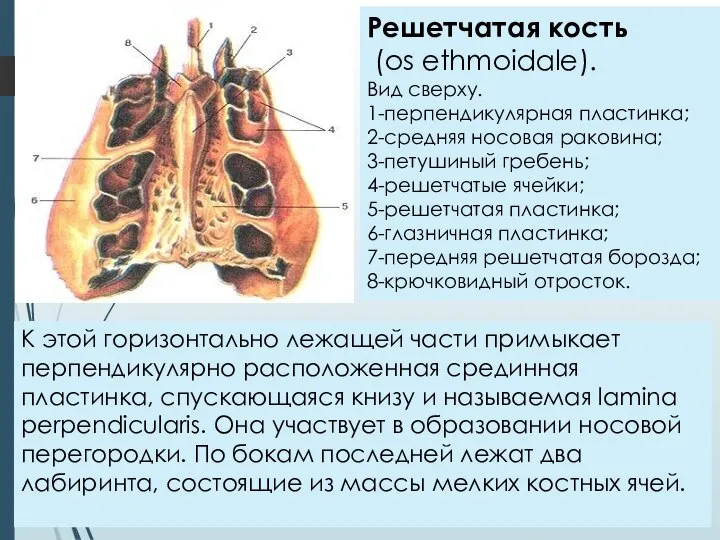 Решетчатая кость (os ethmoidale). Вид сверху. 1-перпендикулярная пластинка; 2-средняя носовая раковина;