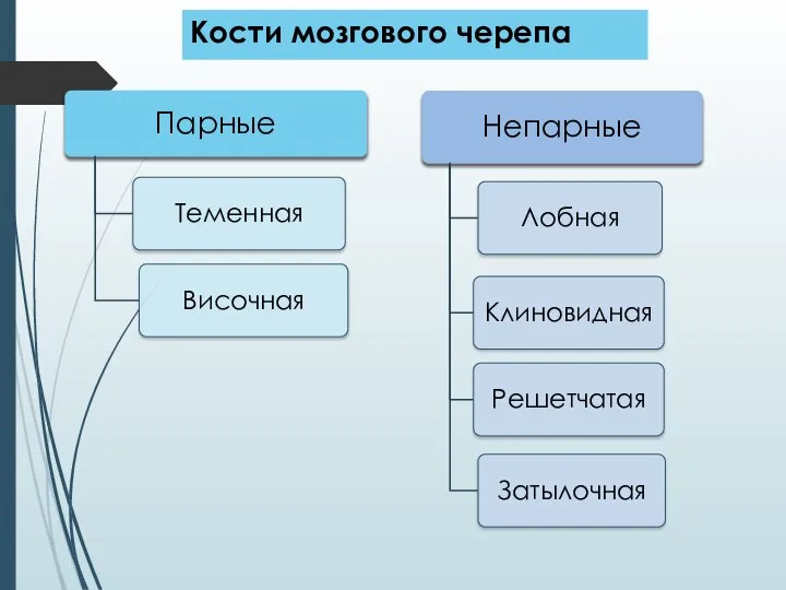 Кости мозгового черепа