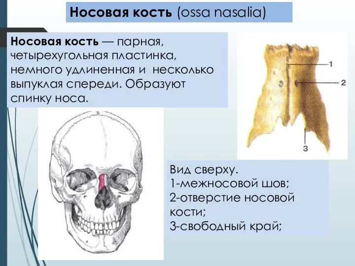 Носовая кость (ossa nasalia) Носовая кость — парная, четырехугольная пластинка, немного