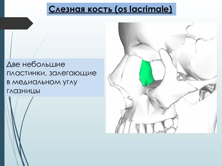 Слезная кость (os lacrimale) Две небольшие пластинки, залегающие в медиальном углу глазницы