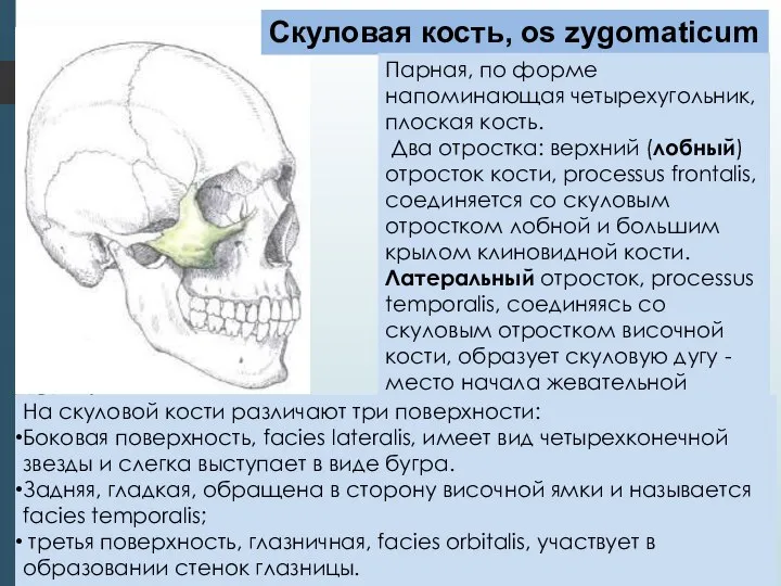 Скуловая кость, os zygomaticum Парная, по форме напоминающая четырехугольник, плоская кость.