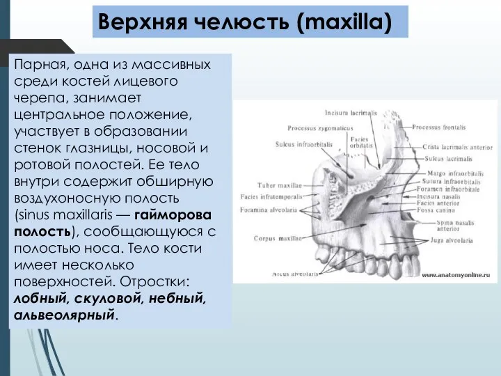 Парная, одна из массивных среди костей лицевого черепа, занимает центральное положение,