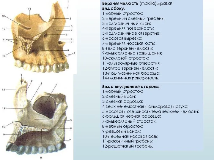 Верхняя челюсть (maxilla),правая. Вид сбоку. 1-лобный отросток; 2-передний слезный гребень; 3-подглазнич-ный