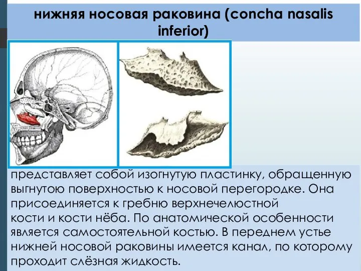 нижняя носовая раковина (concha nasalis inferior) представляет собой изогнутую пластинку, обращенную