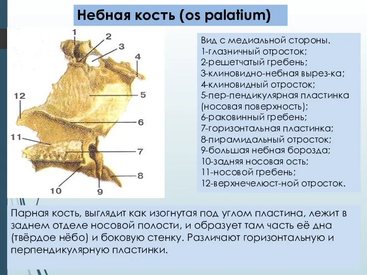 Небная кость (os palatium) Вид с медиальной стороны. 1-глазничный отросток; 2-решетчатый