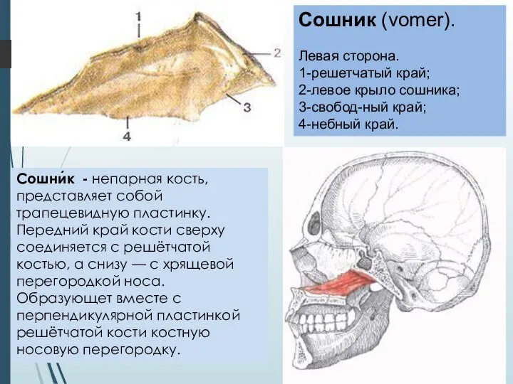 Сошник (vomer). Левая сторона. 1-решетчатый край; 2-левое крыло сошника; 3-свобод-ный край;