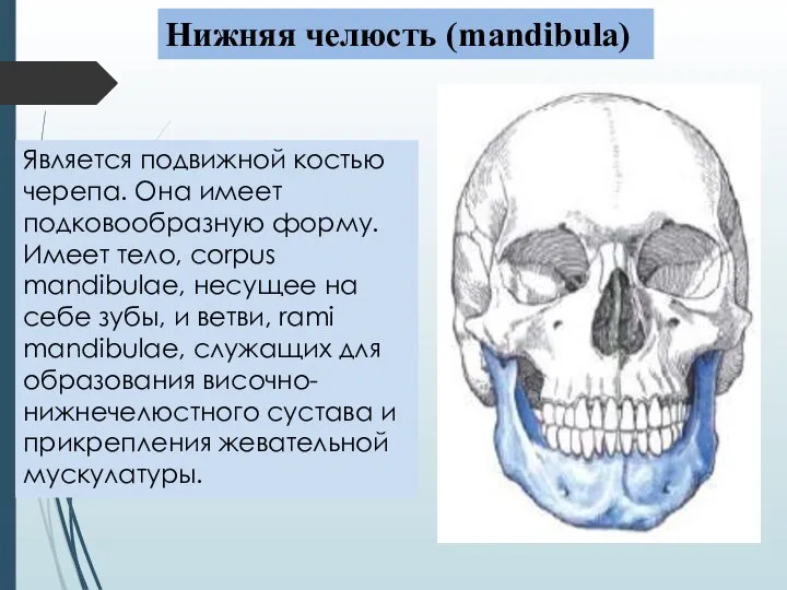 Является подвижной костью черепа. Она имеет подковообразную форму. Имеет тело, corpus