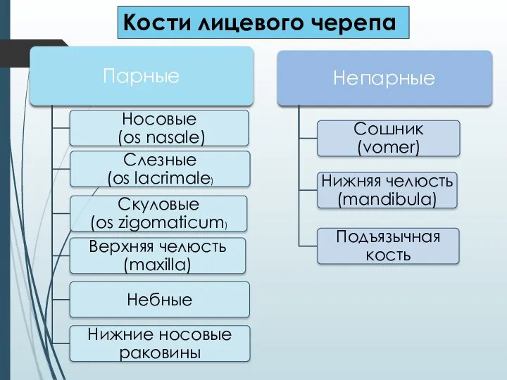 Кости лицевого черепа