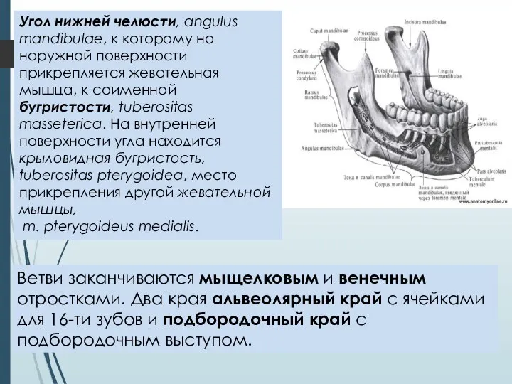 Угол нижней челюсти, angulus mandibulae, к которому на наружной поверхности прикрепляется