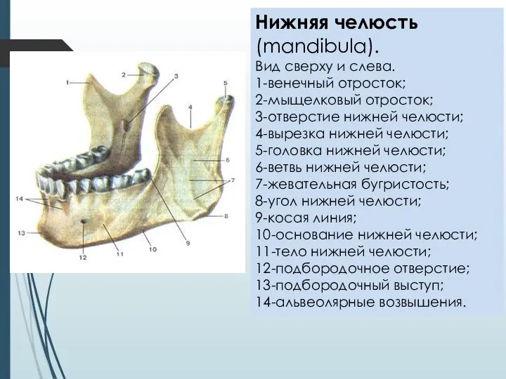 Нижняя челюсть (mandibula). Вид сверху и слева. 1-венечный отросток; 2-мыщелковый отросток;