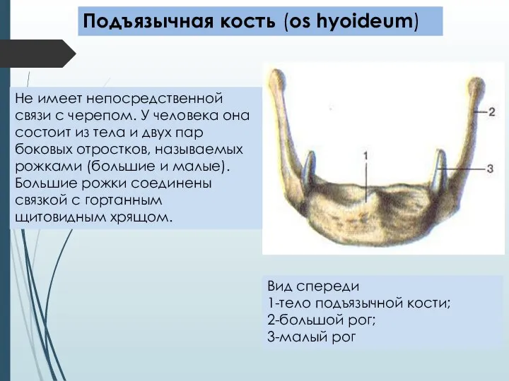 Не имеет непосредственной связи с черепом. У человека она состоит из