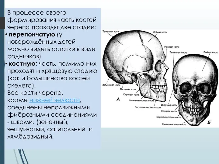 В процессе своего формирования часть костей черепа проходят две стадии: перепончатую