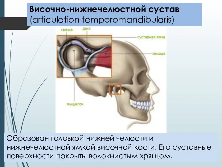 Височно-нижнечелюстной сустав (articulation temporomandibularis) Образован головкой нижней челюсти и нижнечелюстной ямкой