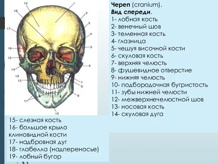 Череп (cranium). Вид спереди. 1- лобная кость 2- венечный шов 3-